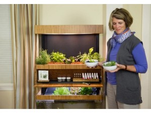 自室で新鮮な野菜を育てよう 菜園 水槽が1つになった Grove Ecosystem が人気沸騰 Techable テッカブル