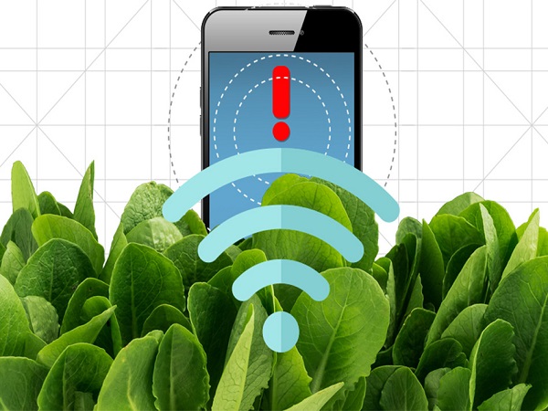 MIT spinach sensor 01