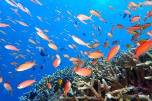 健全なサンゴ礁の音が劣化したサンゴ礁の魚の生息地回復を促進 英豪研究チームが発表 Techable テッカブル