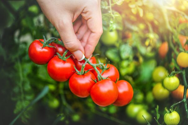 「AI潅水制御装置」を活用！高品質・高機能トマトの試験栽培がスタート