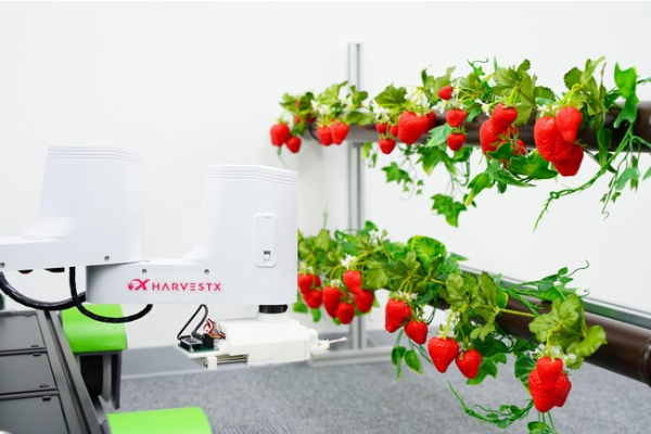 HarvestX、ロボットによる自動授粉・収穫で果菜類の完全自動栽培を目指す