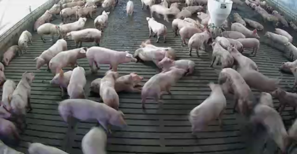 養豚農家のDXを進めるEco-Pork、2つの技術実証事業を完了
