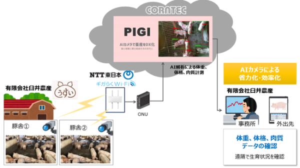 NTT東日本とコーンテック、AIカメラで養豚の体重・体格・肉質を計測