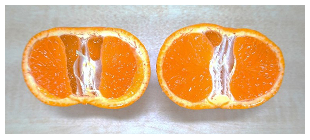 温州みかん「S1200」系統の果実の写真